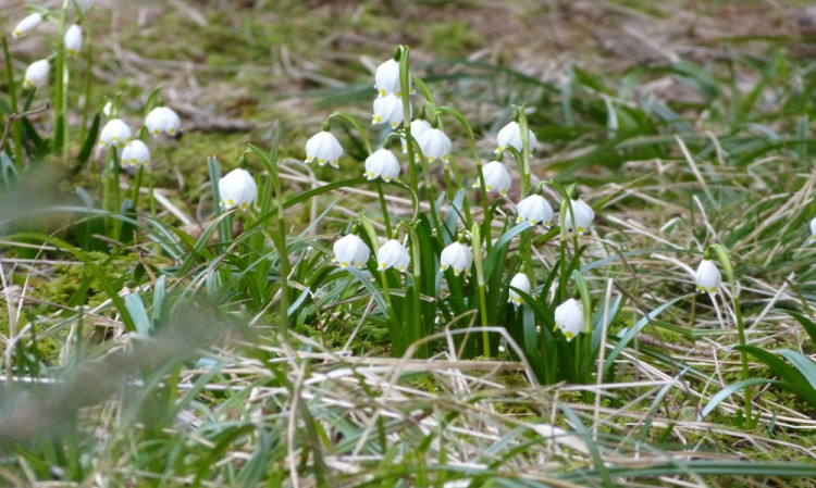Bledule u Staré Říše