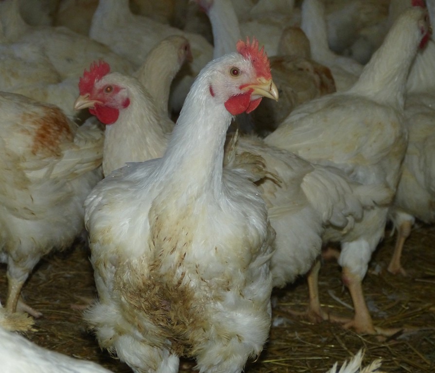 Husí farma v Rohozné na Jihlavsku