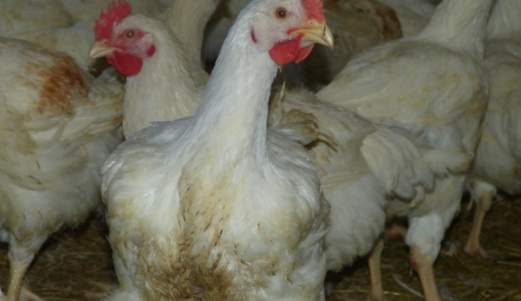 Husí farma v Rohozné na Jihlavsku