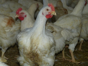 Husí farma v Rohozné na Jihlavsku