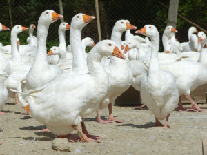 Husí farma v Rohozné na Jihlavsku