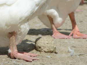 Husí farma v Rohozné na Jihlavsku
