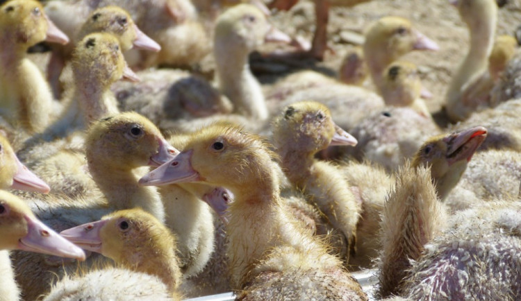 Husí farma v Rohozné na Jihlavsku