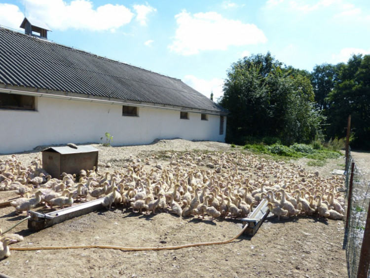 Husí farma v Rohozné na Jihlavsku