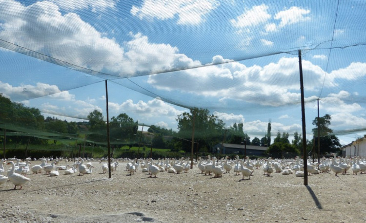 Husí farma v Rohozné na Jihlavsku