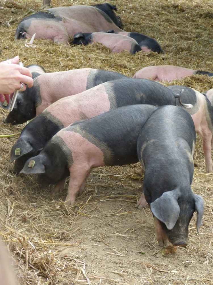 Biozemědělský den v Sasově