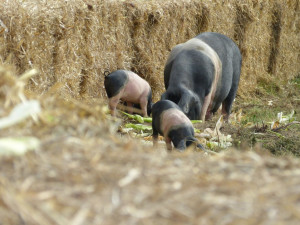 Biozemědělský den v Sasově