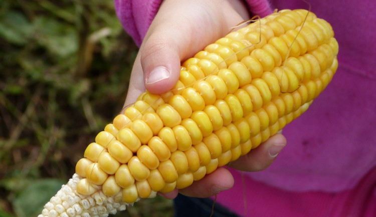 Biozemědělský den v Sasově