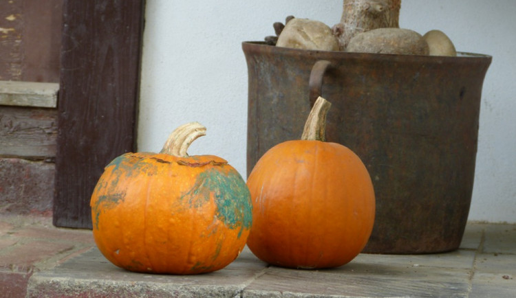 Dýňový svět 2016