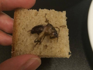 Ochutnávka hmyzích specialit