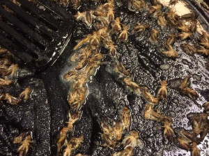 Ochutnávka hmyzích specialit