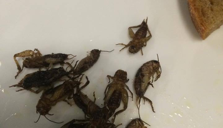 Ochutnávka hmyzích specialit