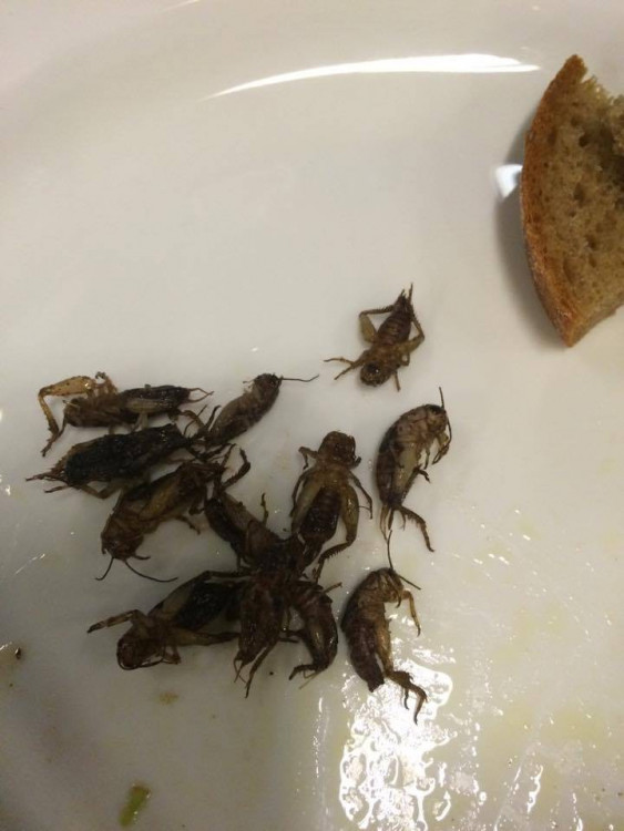 Ochutnávka hmyzích specialit