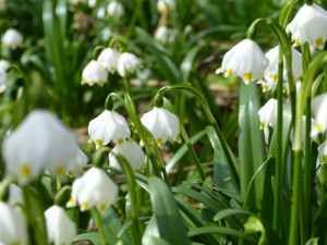 Bleduliště Jechovec u Staré Říše na Jihlavsku