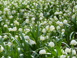 Bleduliště Jechovec u Staré Říše na Jihlavsku