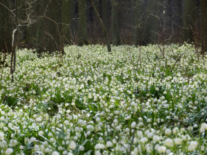 Bleduliště Jechovec u Staré Říše na Jihlavsku