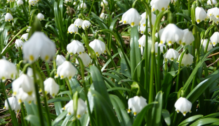 Bleduliště Jechovec u Staré Říše na Jihlavsku