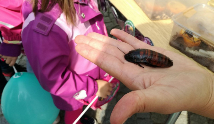 Dožínky - Den zemědělců a potravinářů v Jihlavě