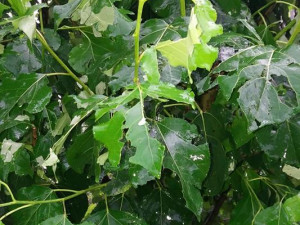 Přívalové deště na Vysočině, červen 2018