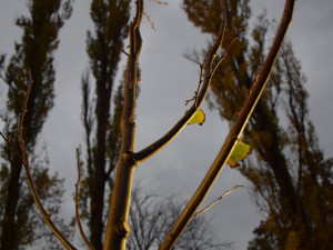Vysazení Lípy republiky v Jihlavě