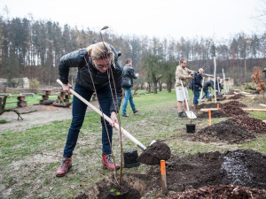 Výsadba stromů v jihlavské zoo