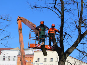 Kácení lip na Masarykově náměstí
