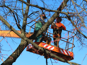 Kácení lip na Masarykově náměstí