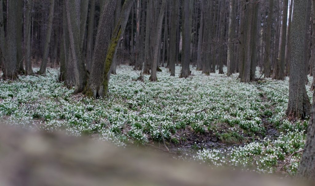 Bleduliště Jechovec