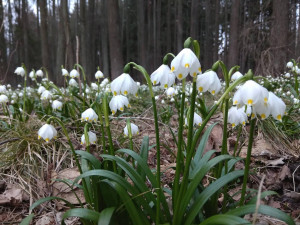 Bleduliště Jechovec