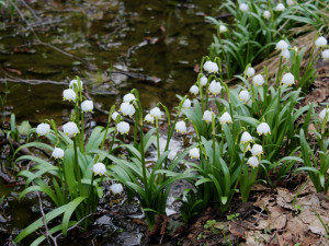 Bleduliště Jechovec