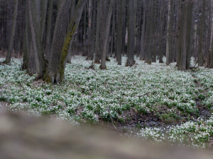 Bleduliště Jechovec