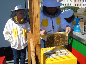 Včely na střeše Cityparku
