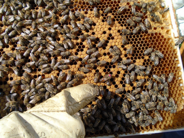Včely na střeše Cityparku