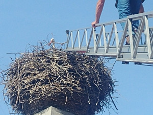 Kroužkování čápů