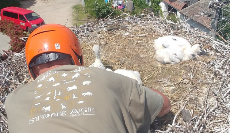 Kroužkování čápů