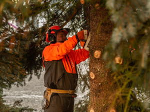 Z Masarykova náměstí mizí vánoční stromeček
