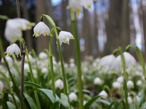 Bledule v Jechovci na Jihlavsku