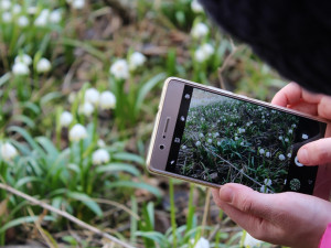 Bledule v Jechovci na Jihlavsku