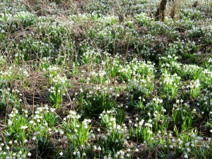 Bledule v Jechovci na Jihlavsku