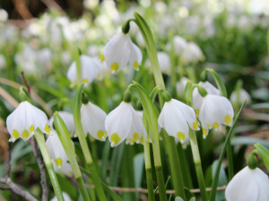 Bledule v Jechovci na Jihlavsku