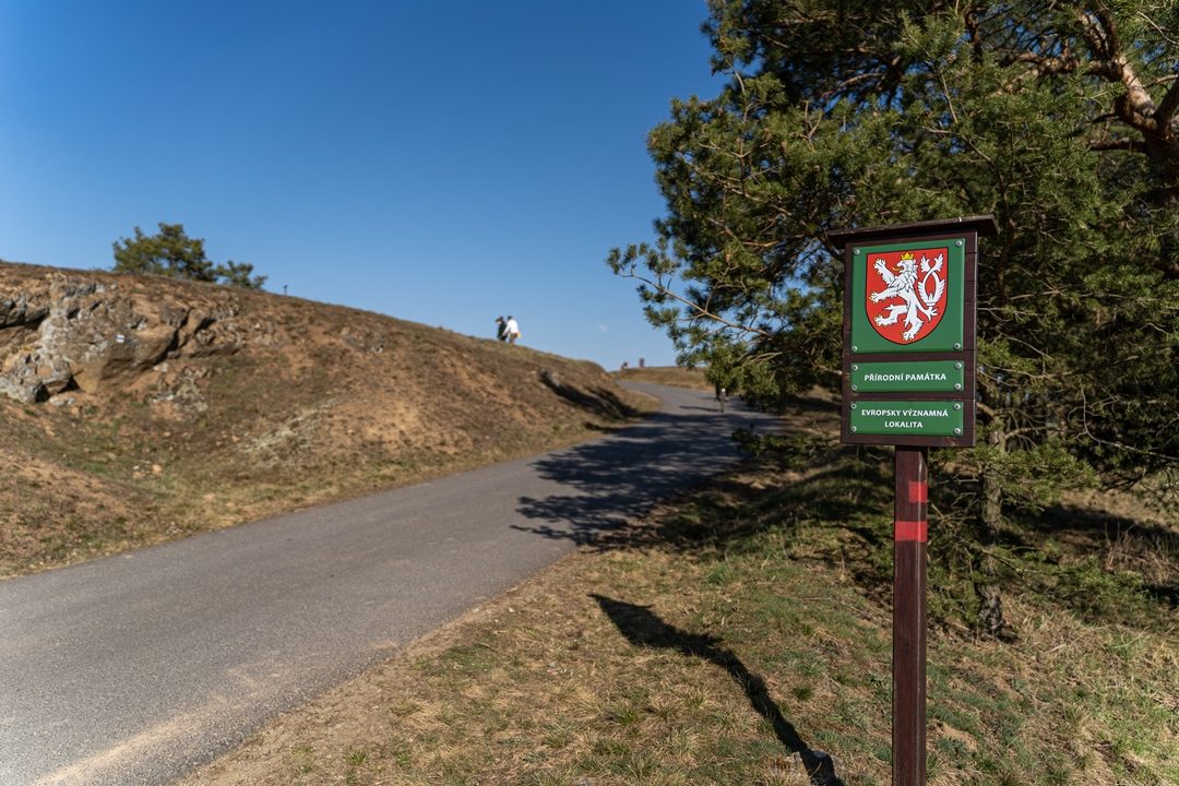 Koniklec velkokvětý u Trnávky na Třebíčsku