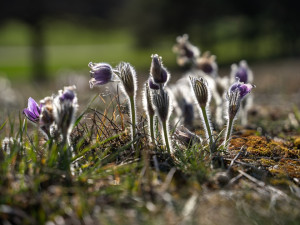 Koniklec velkokvětý u Trnávky na Třebíčsku