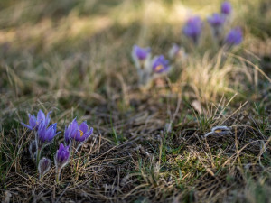 Koniklec velkokvětý u Trnávky na Třebíčsku