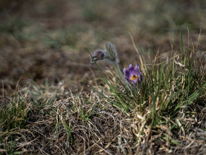 Koniklec velkokvětý u Trnávky na Třebíčsku
