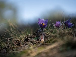 Koniklec velkokvětý u Trnávky na Třebíčsku