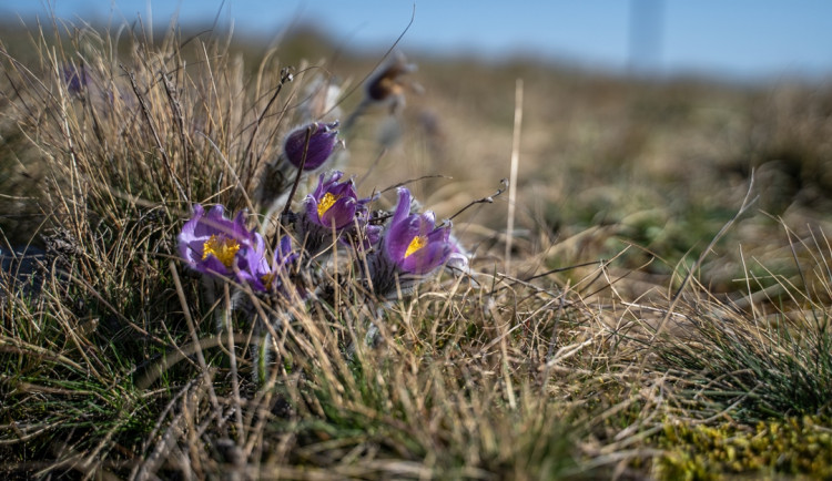 Koniklec velkokvětý u Trnávky na Třebíčsku