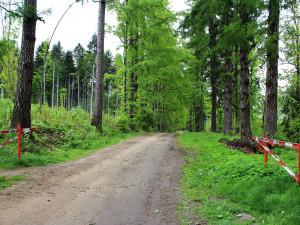 Lesní školka v Jihlavě