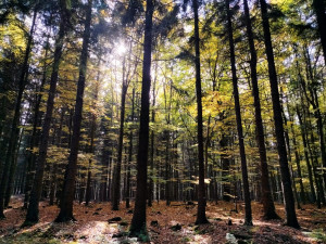 Podzim na Míchově skále