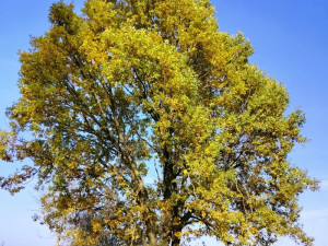 Rozhledna na Pekelném kopci za Třebíčí