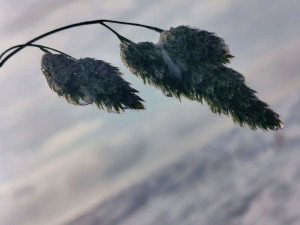 Kouzlo zimní krajiny